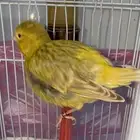 للبيع ذكر كناري فايف فانسي