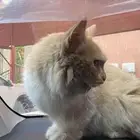 قط للتنبني