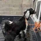 تيس بلدي