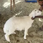 صلي حري كفو مغلق شحم