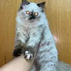 للبيع برتش شورت شوكلت ذكر   شيرازيه انثى