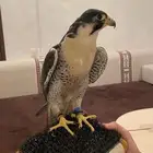 مطلوب شاهين