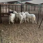 طليان حريه مناسبات جبره ( تم البيع )