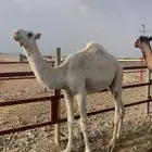 قعدان مفاريد ناهية