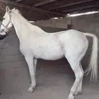 حصان وفرس انجليزي