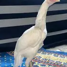 طقم سندي ابيض