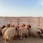 خرفان نعيم العدد 11 ( بريدة)