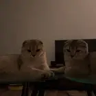 قطط سكوتش فولد للبيع