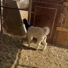 تيوس