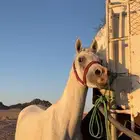 خيل واهو بأوراقه