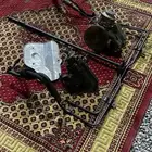 جيب شاص ربع شراع 80 81 82 83 84