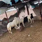 بهم رفيدي العدد 3سمان شرط ونضيف