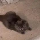 قطط