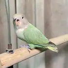 روزات نهاية فطام