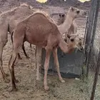 قعود اللي يبغى سلالة ولا لحم