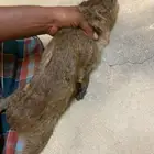 ويران اناثي وذكر.