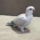 فرخ كويكر سنو وايت