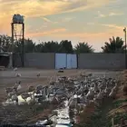 وز عراقي للبيع جمله العدد 40 جوز -