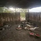بط شرط