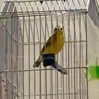 ذكر ياسمين موزنبيقي