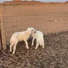 للبيع خرفان