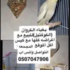 المجمعه