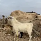 تيس فحل