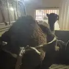 حاشي للبيع. العمر 8 شهور