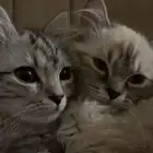 وحده من القطوات للبيع