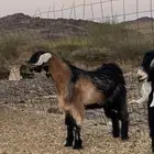 اربعه تيوس فل شحم