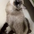 قطط هملايا
