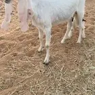 عنز ثنيه