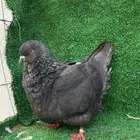 حمام فرش