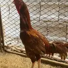 ديك سندي باكستاني