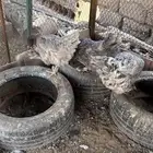 دجاج براهما