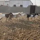 غنم معزا مراح واحد