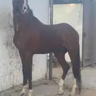 حصان شعبي