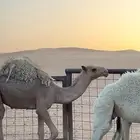 بكره باتليه