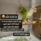زوج كنيور سينمون شرط زوج ذكر وانثى