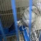 روز اليف شوي فيه خوف مع القفص كامل