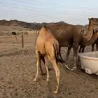 قعود للبيع على الحليب سمين ونضيف السوم وصل 6000