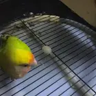روز انثى للبيع