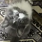 قطه شيرزايه العمر 4شهور أليفه لعوبه اسمها لينو