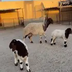 مطفل البيع