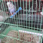 Parrot rose for sale