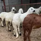 سواكن