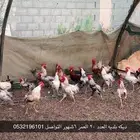 ديكه بلديه العدد 20 العمر 6 شهور التواصل