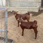 مشروع فحل وجفره