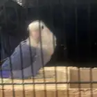 ببغاء