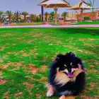 بوميرينيان سوبر ميني ( للتزاوج فقط)